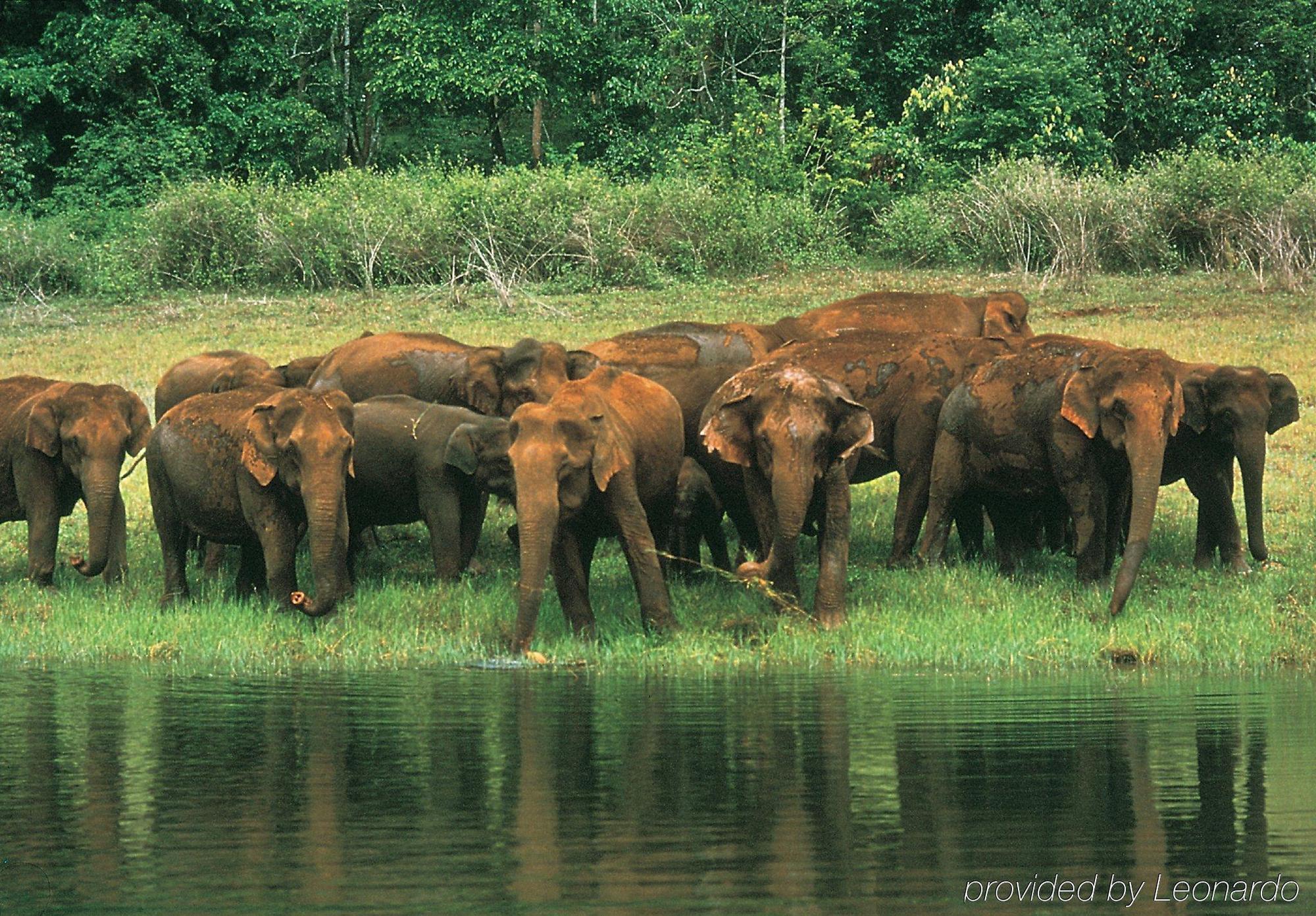 Club Mahindra Thekkady Hotel Bagian luar foto